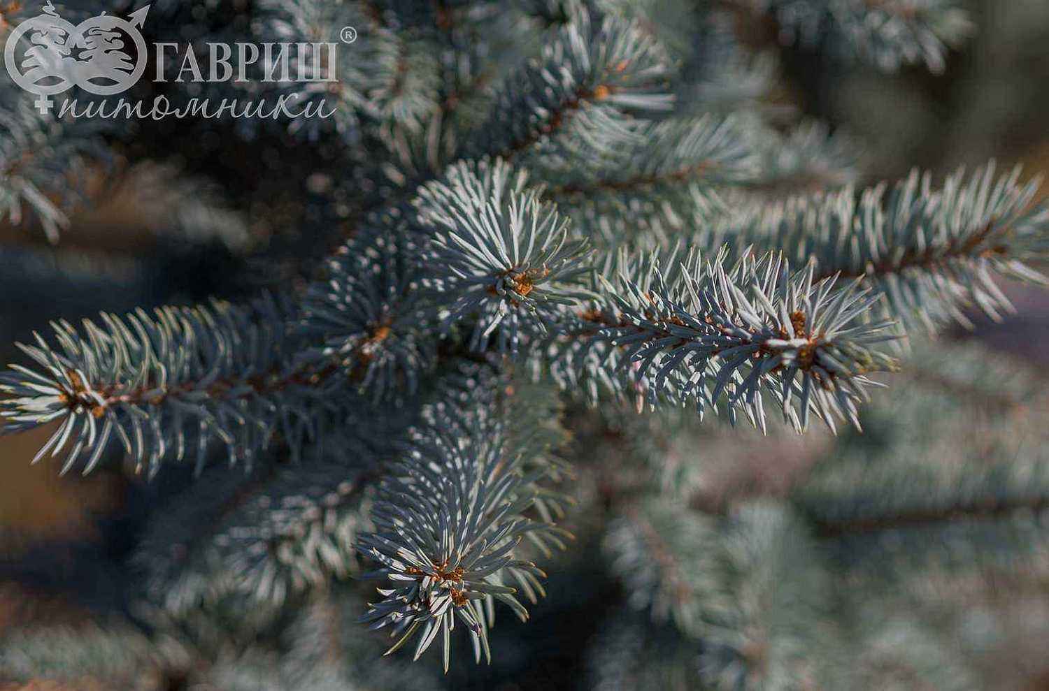 Ель колючая Hoopsii