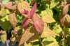 саженцы Спирея японская Macrophylla