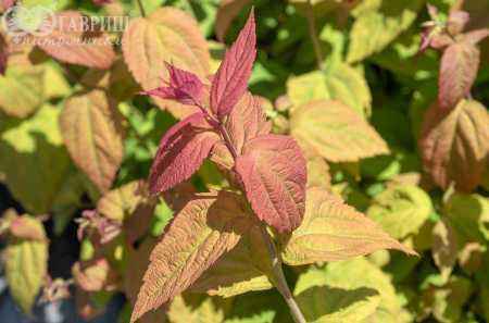 саженцы Спирея японская Macrophylla