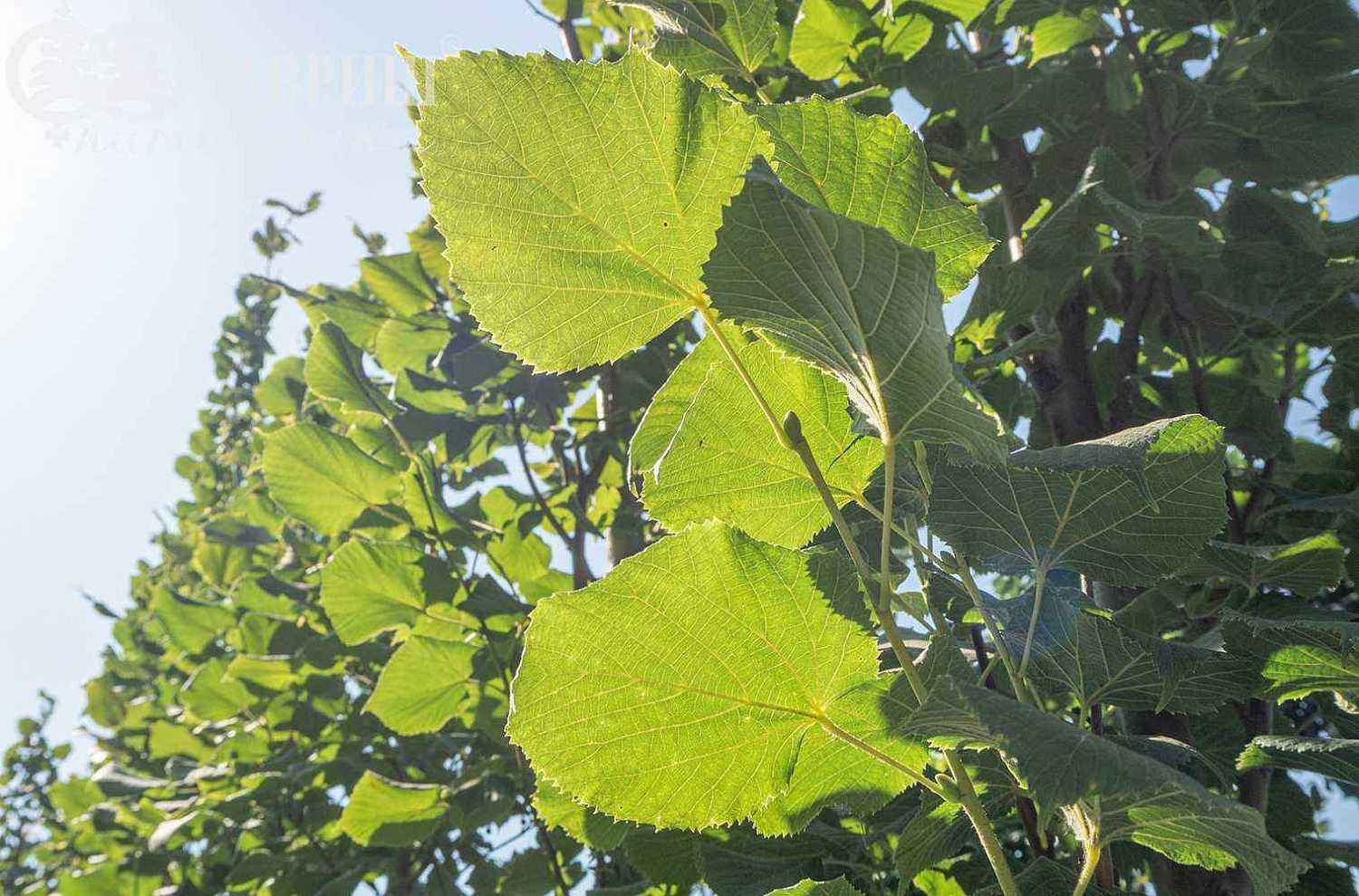 Липа крупнолистная Fastigiata