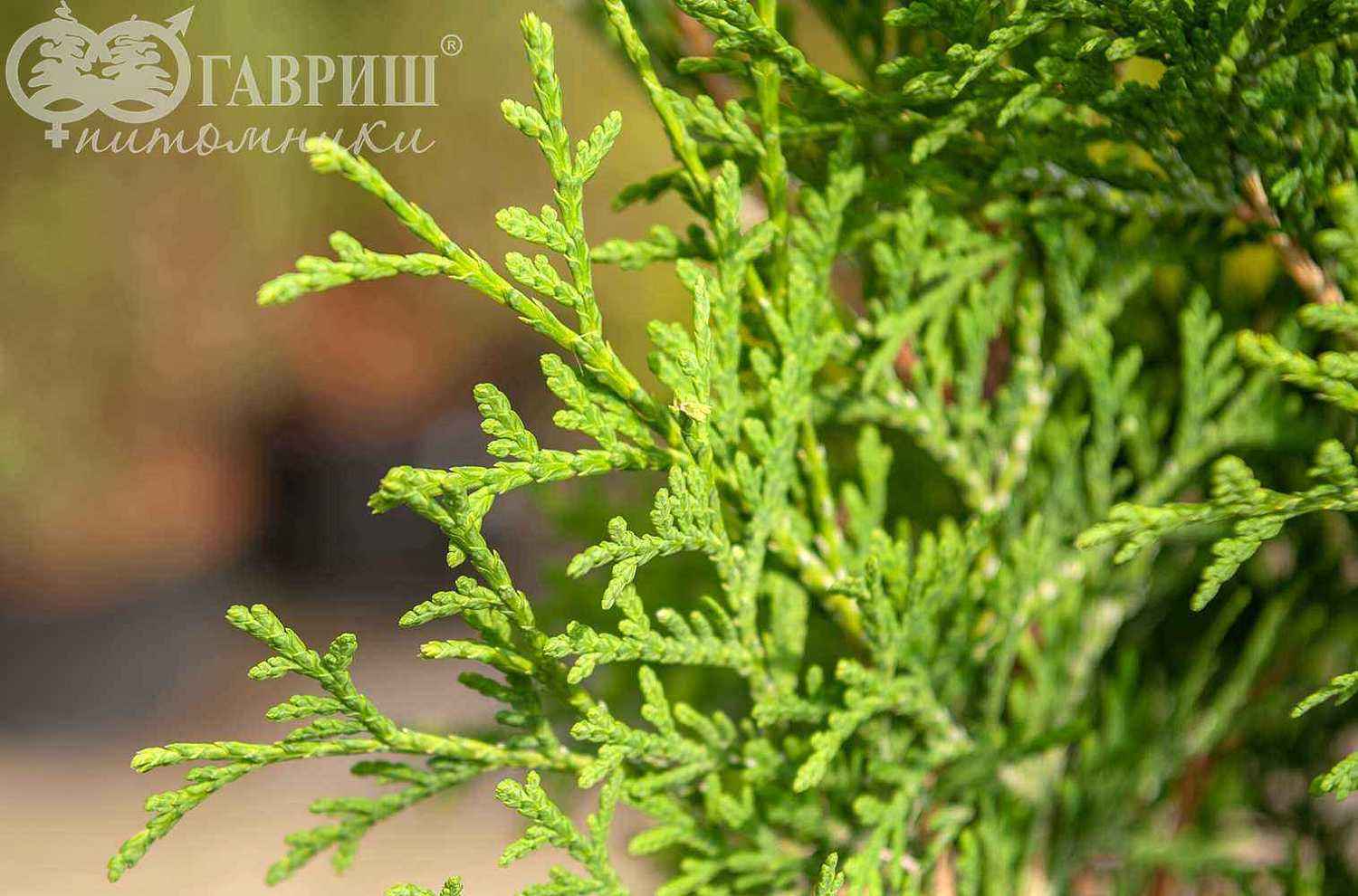 Туя западная Columna