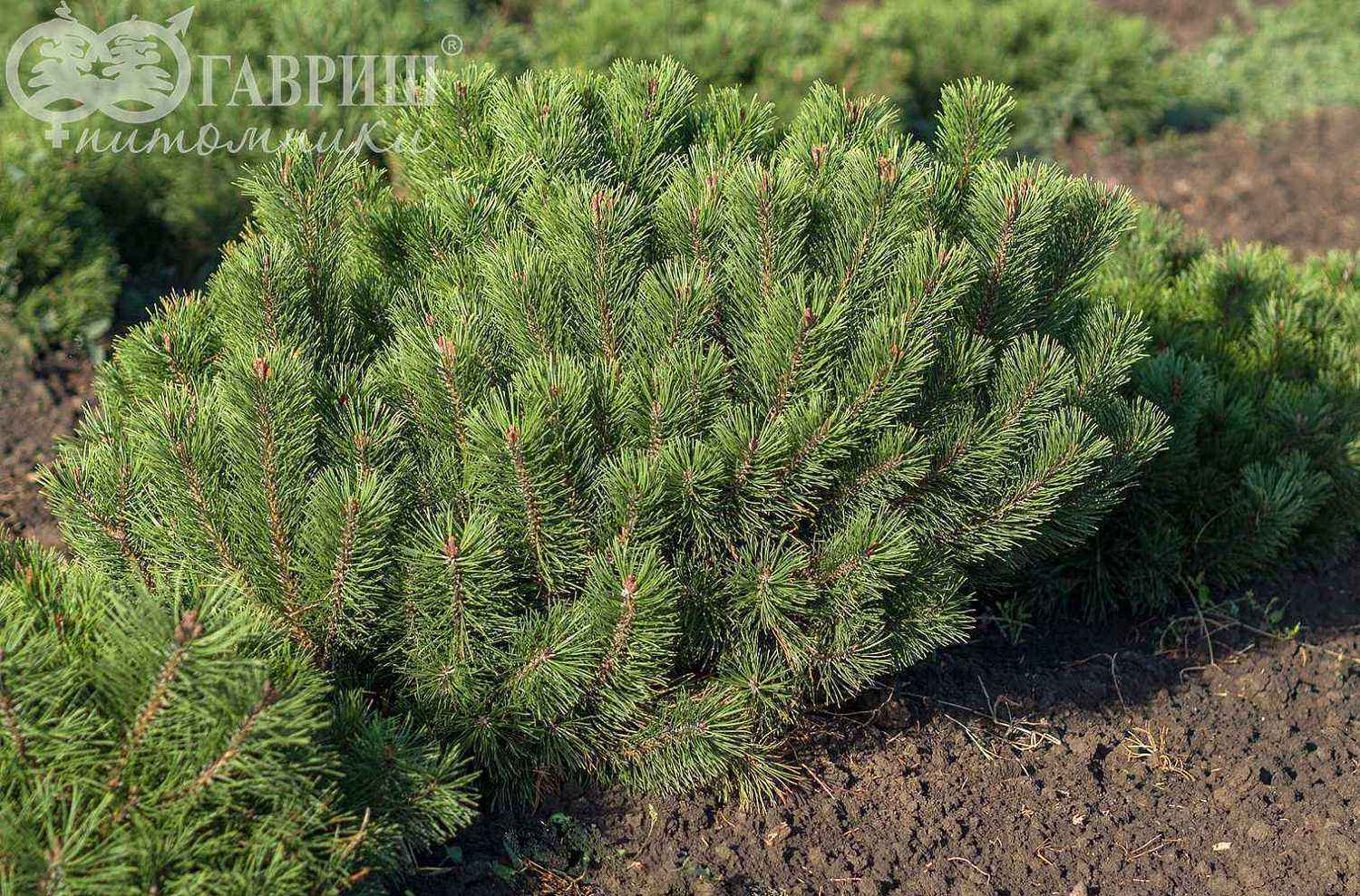 Сосна горная Mughus