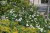 саженцы Роза миниатюрная White