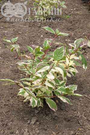 саженцы Дерен белый Sibirica Variegata