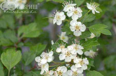 Саженцы боярышник обыкновенный (колючий)