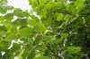 Саженцы липа мелколистная (сердцевидная) greenspire