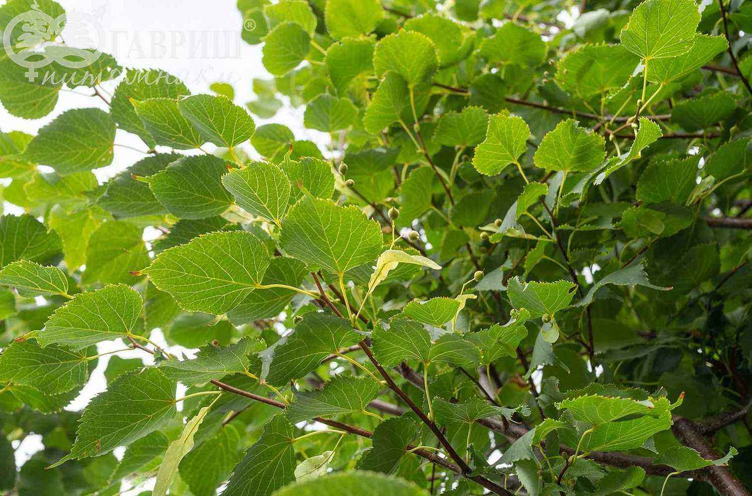 Липа мелколистная (сердцевидная) Greenspire