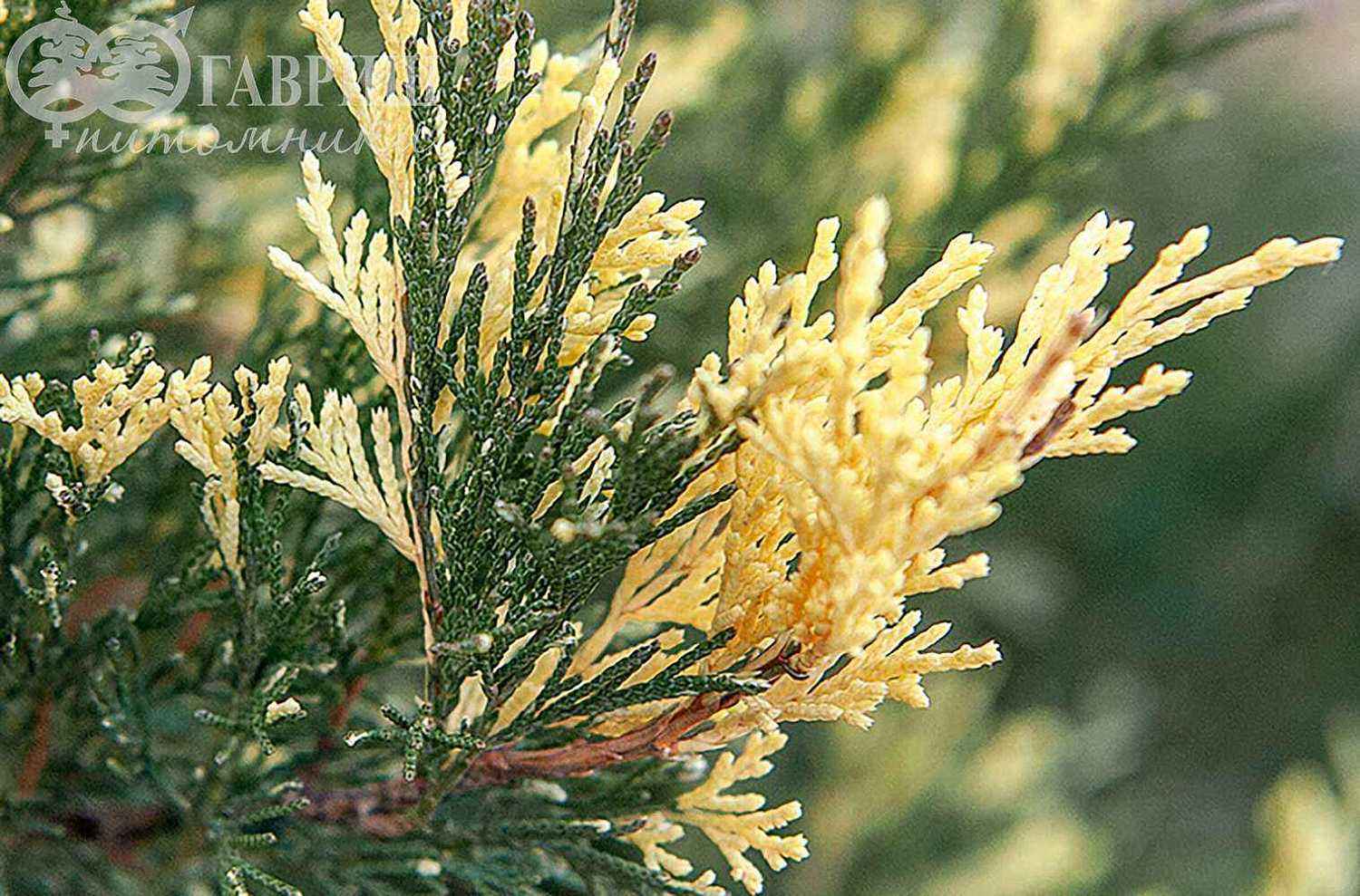 Можжевельник казацкий Variegata