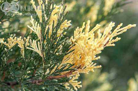 Купить можжевельник казацкий variegata деревья и растения