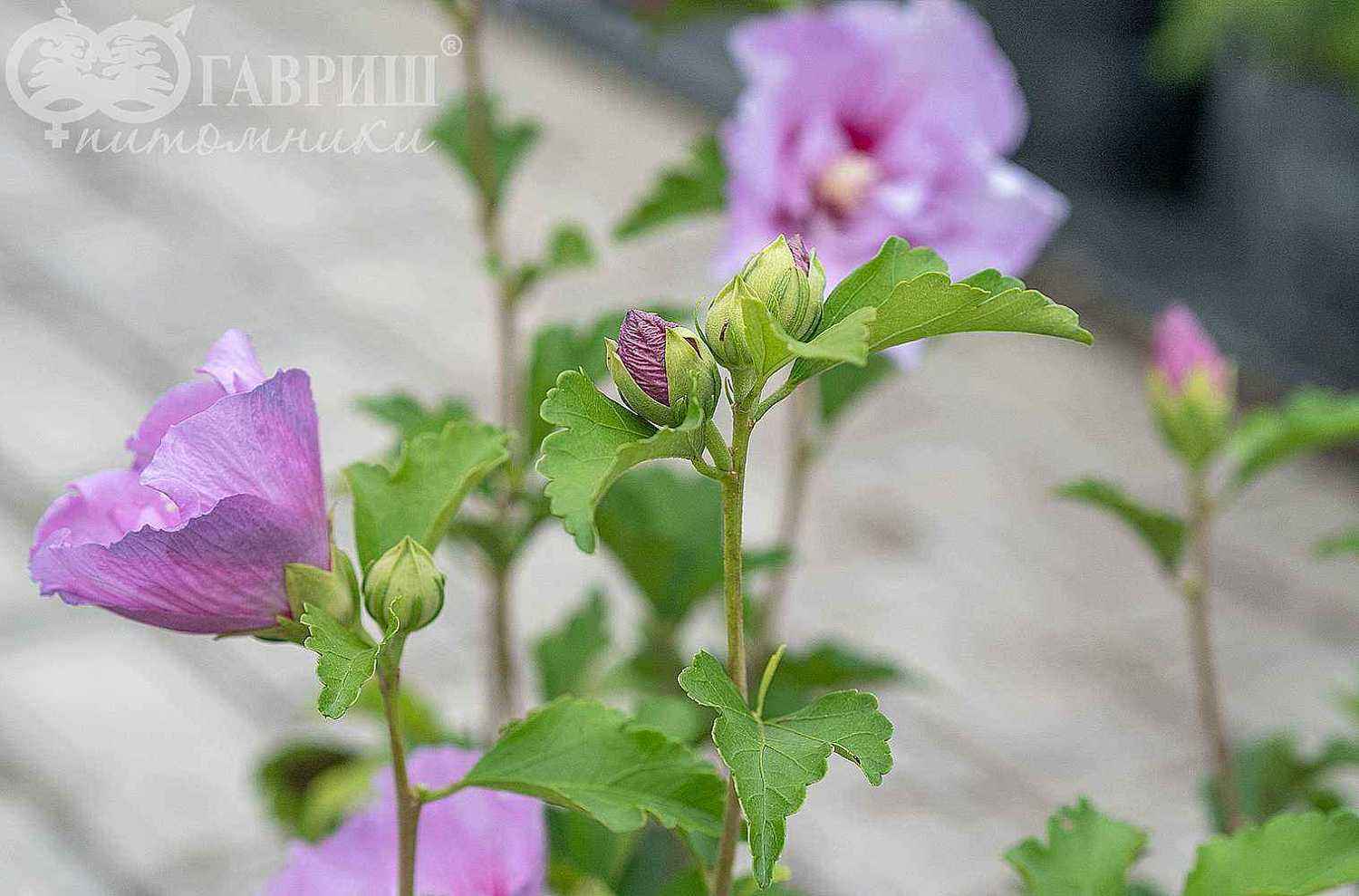 Гибискус сирийский Lavender Chiffon