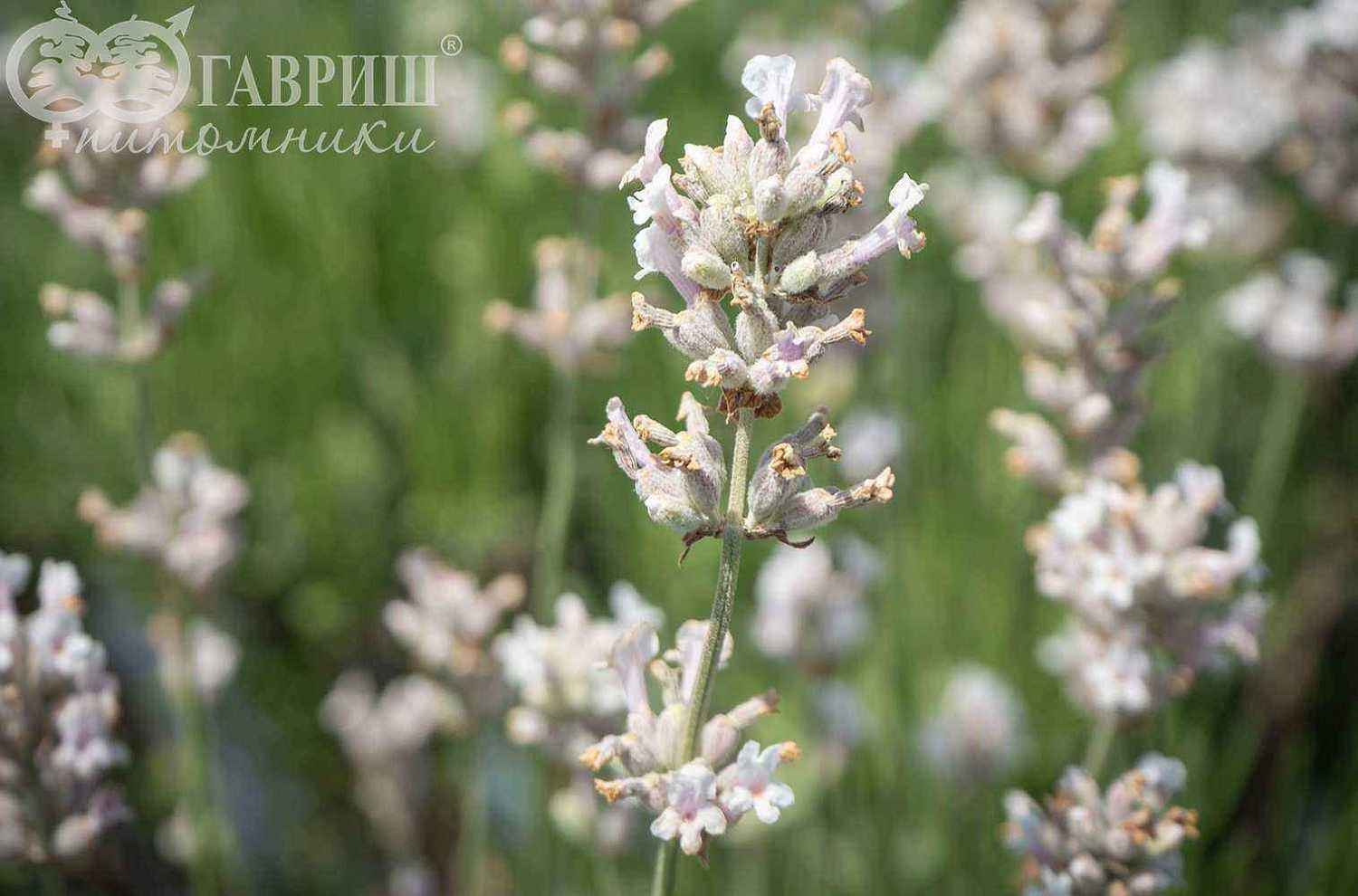 Лаванда узколистная Rosea
