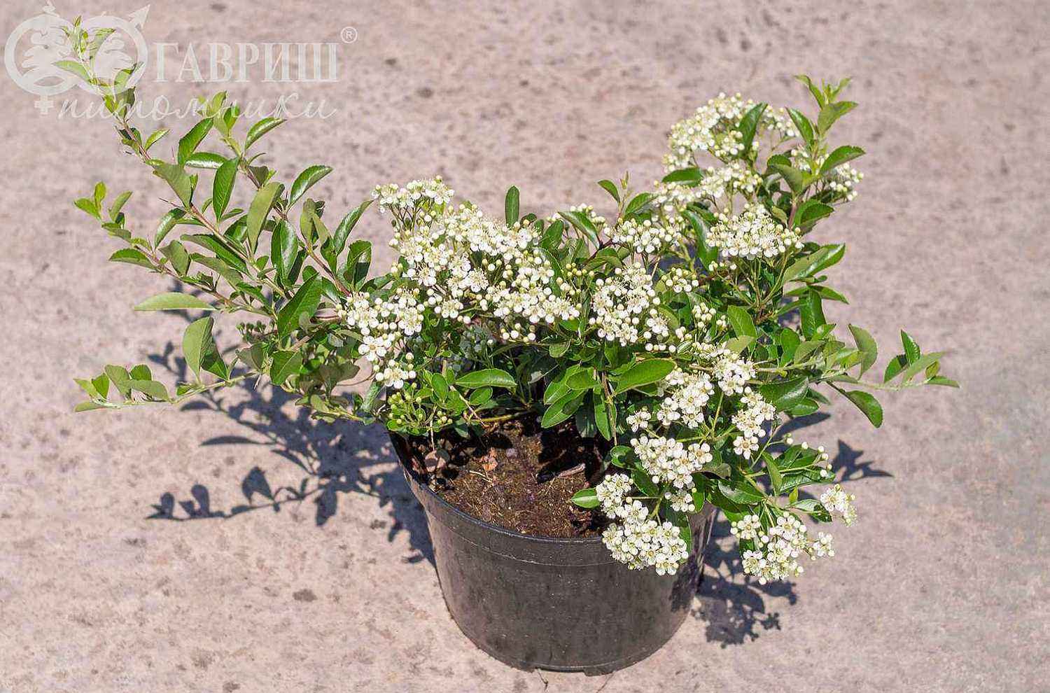 Пираканта шарлаховая Soleil d'Or