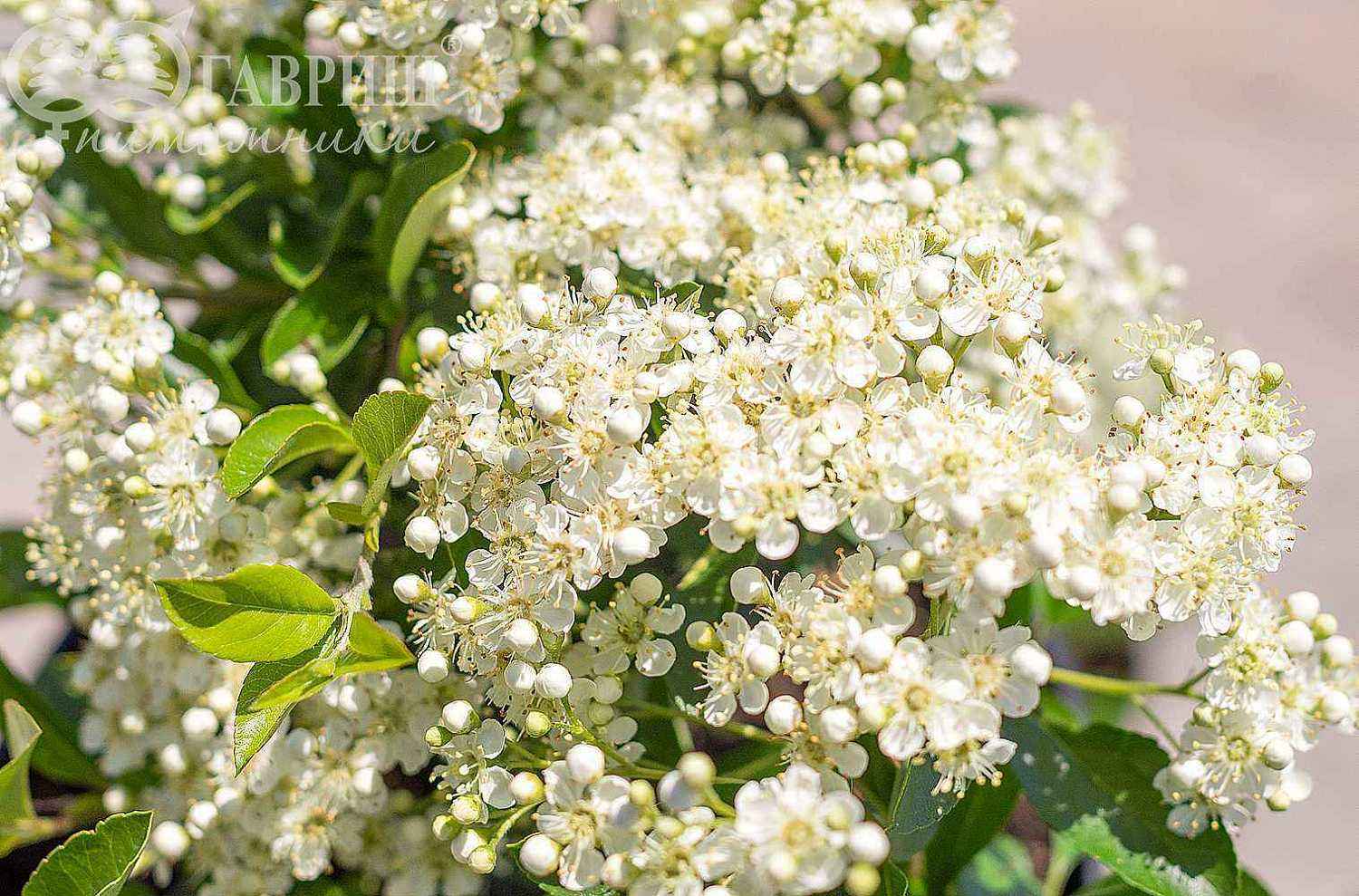 Пираканта шарлаховая Soleil d'Or