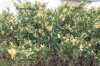 Купить можжевельник казацкий variegata деревья и растения