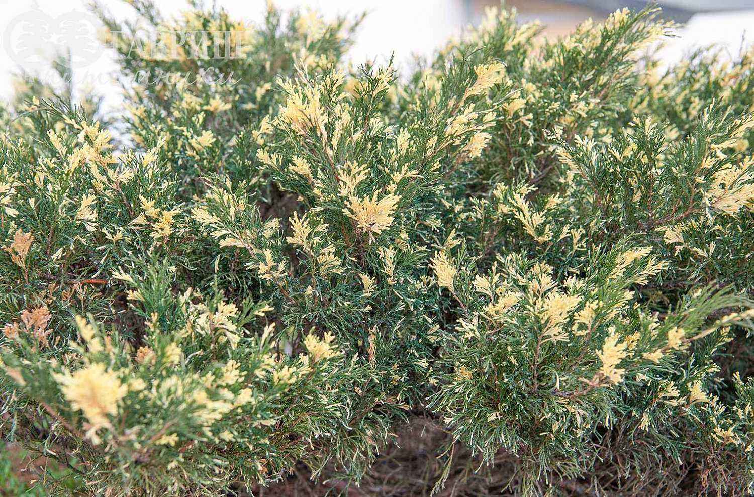 Можжевельник казацкий Variegata