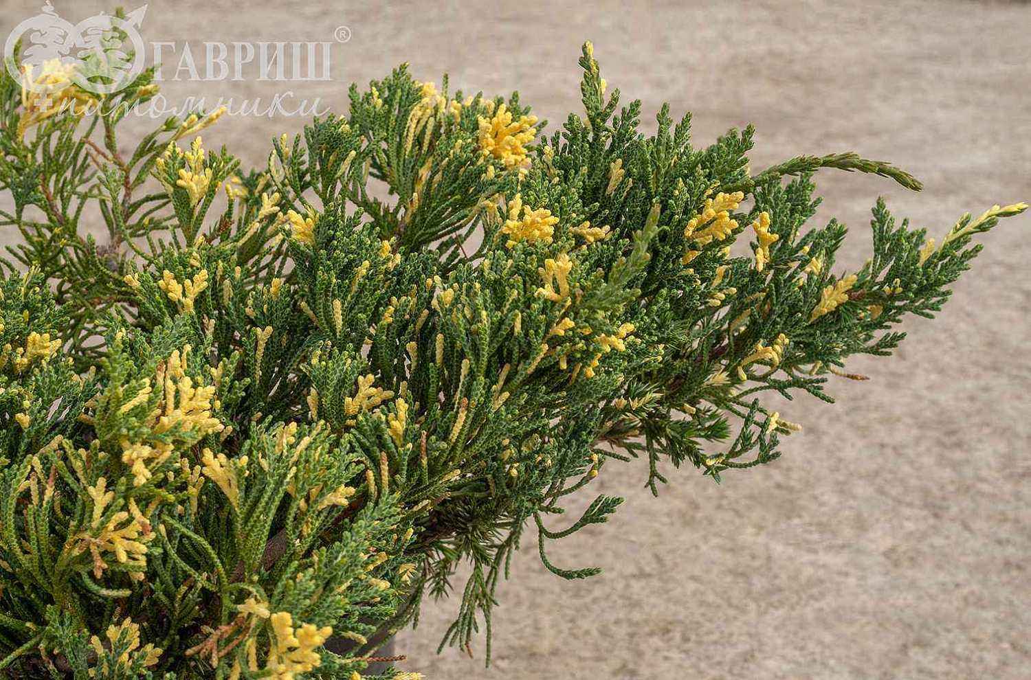 Можжевельник китайский Expansa Variegata