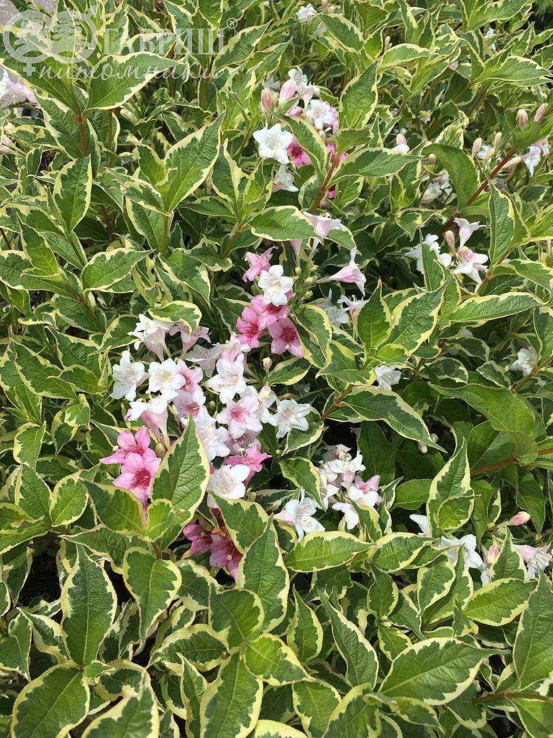 Вейгела цветущая Nana Variegata