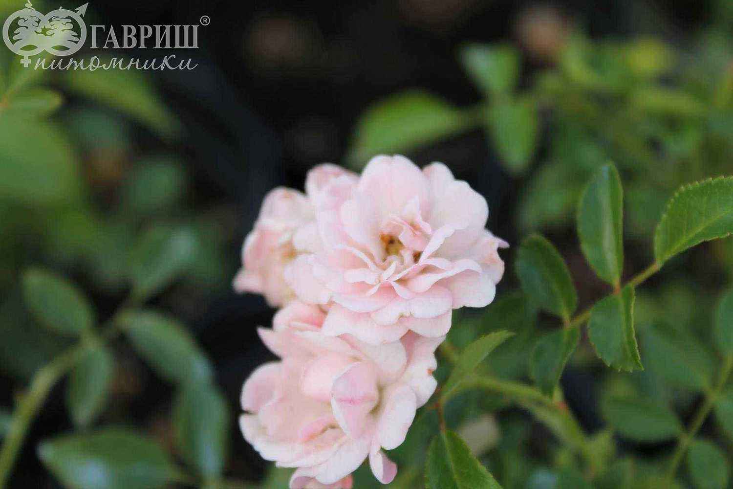 Роза почвопокровная The Fairy