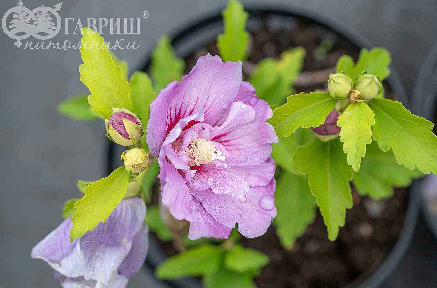 Гибискус сирийский Lavender Chiffon