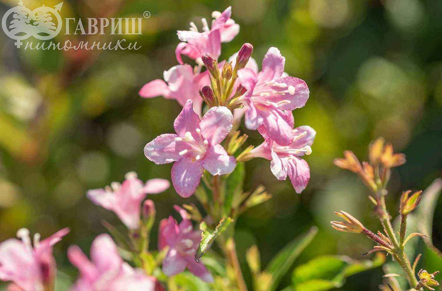 Вейгела цветущая Pink Princess
