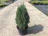 Купить можжевельник китайский stricta деревья и растения