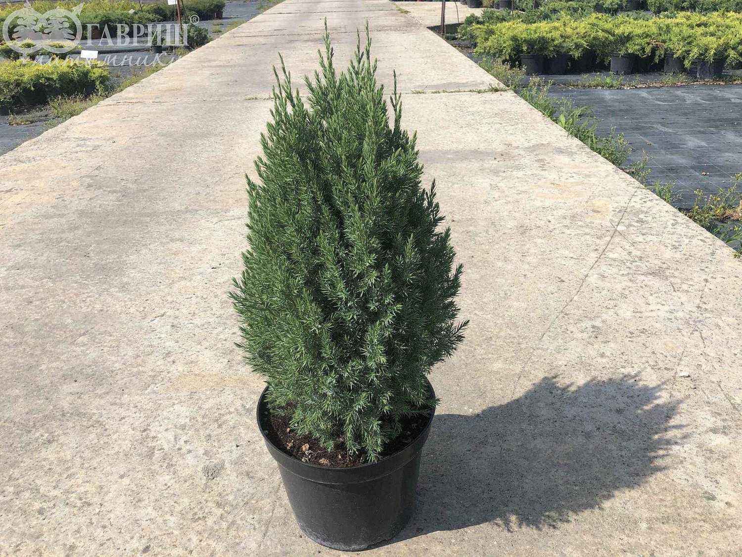 Можжевельник китайский Stricta