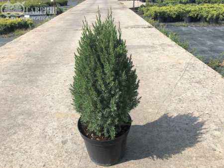 Купить можжевельник китайский stricta деревья и растения