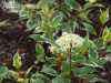 саженцы Дерен белый Sibirica Variegata