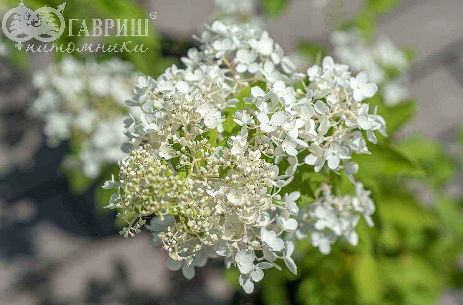 Гортензия метельчатая Tardiva