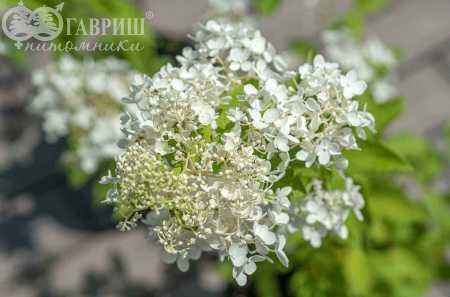 саженцы Гортензия метельчатая Tardiva