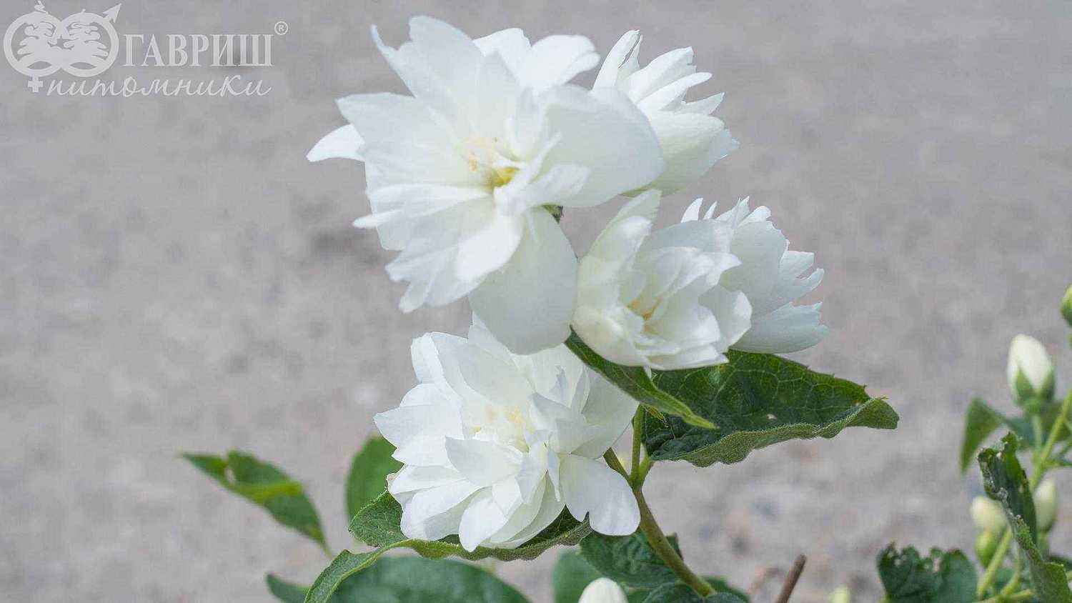 Чубушник Bialy Karzel