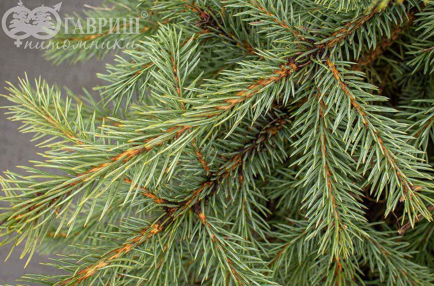 Ель колючая Glauca