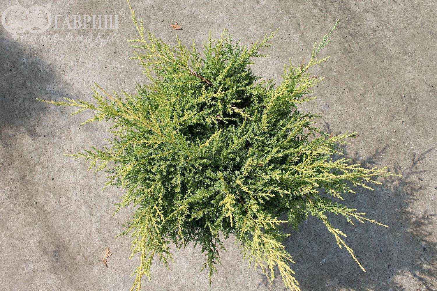 Можжевельник средний Gold Kissen