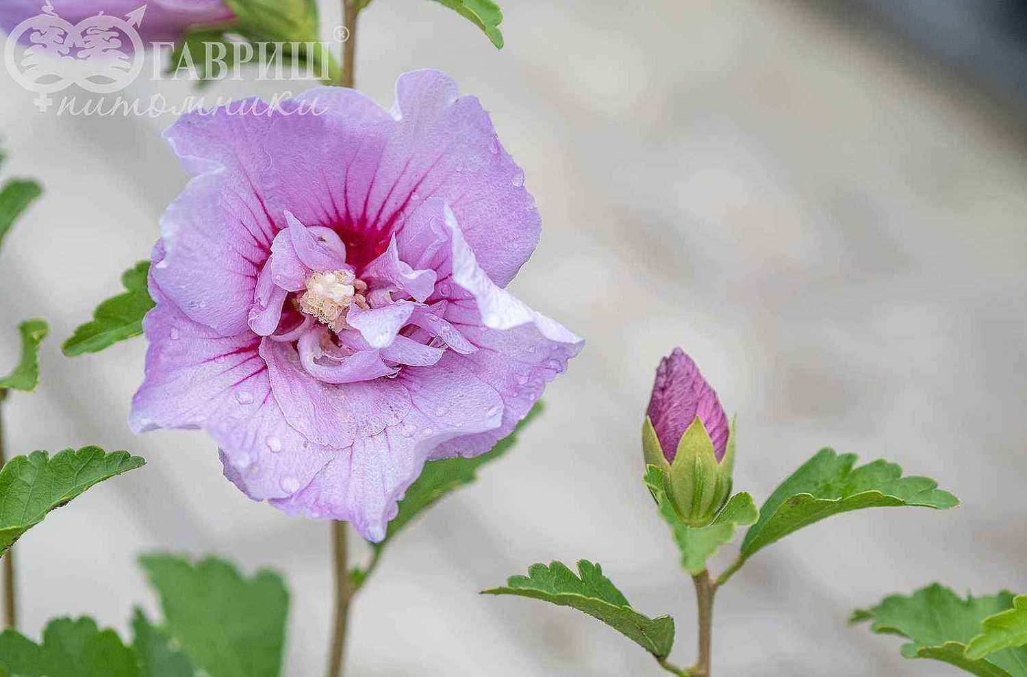 Гибискус сирийский Lavender Chiffon