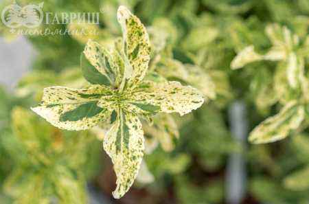 саженцы Бересклет Форчуна Golden Harlequin