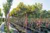 Саженцы платан кленолистный alphen's globe (испанский)