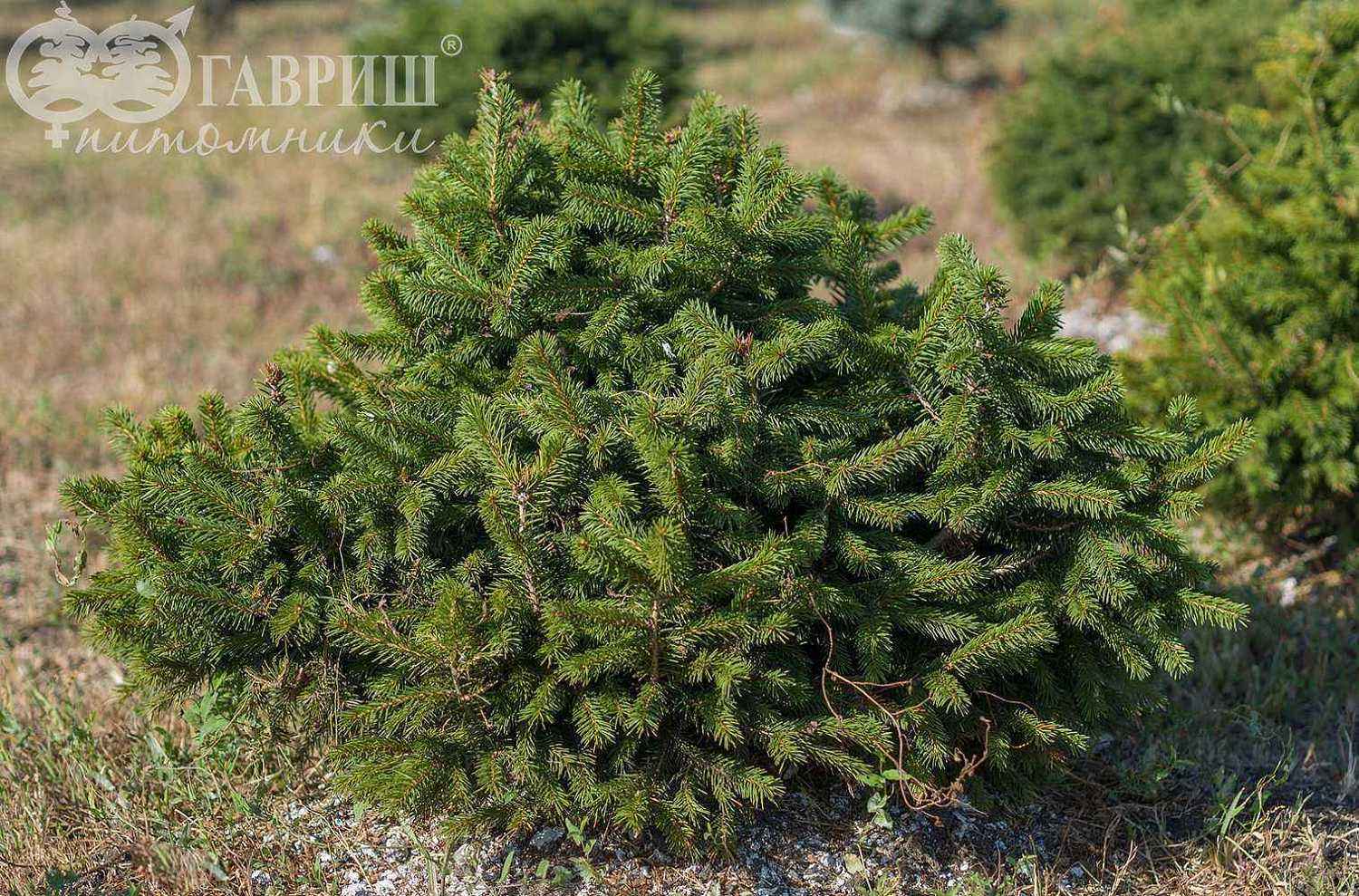 Ель обыкновенная Nidiformis