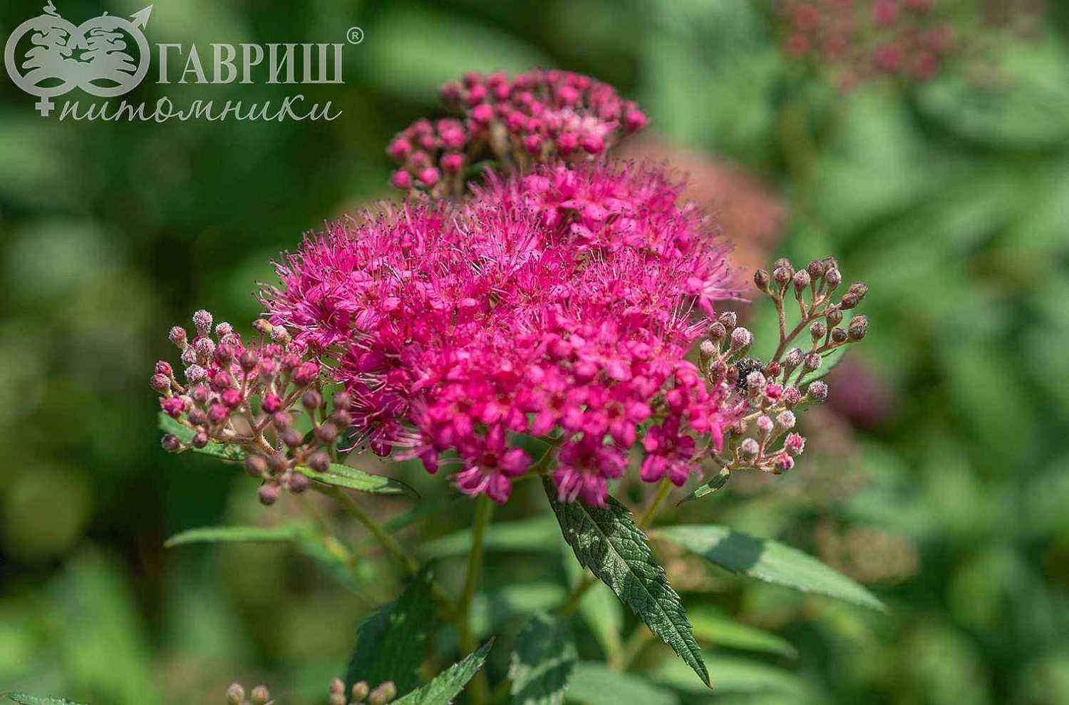 Спирея японская Dart`s Red