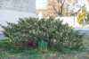 Купить можжевельник казацкий variegata деревья и растения