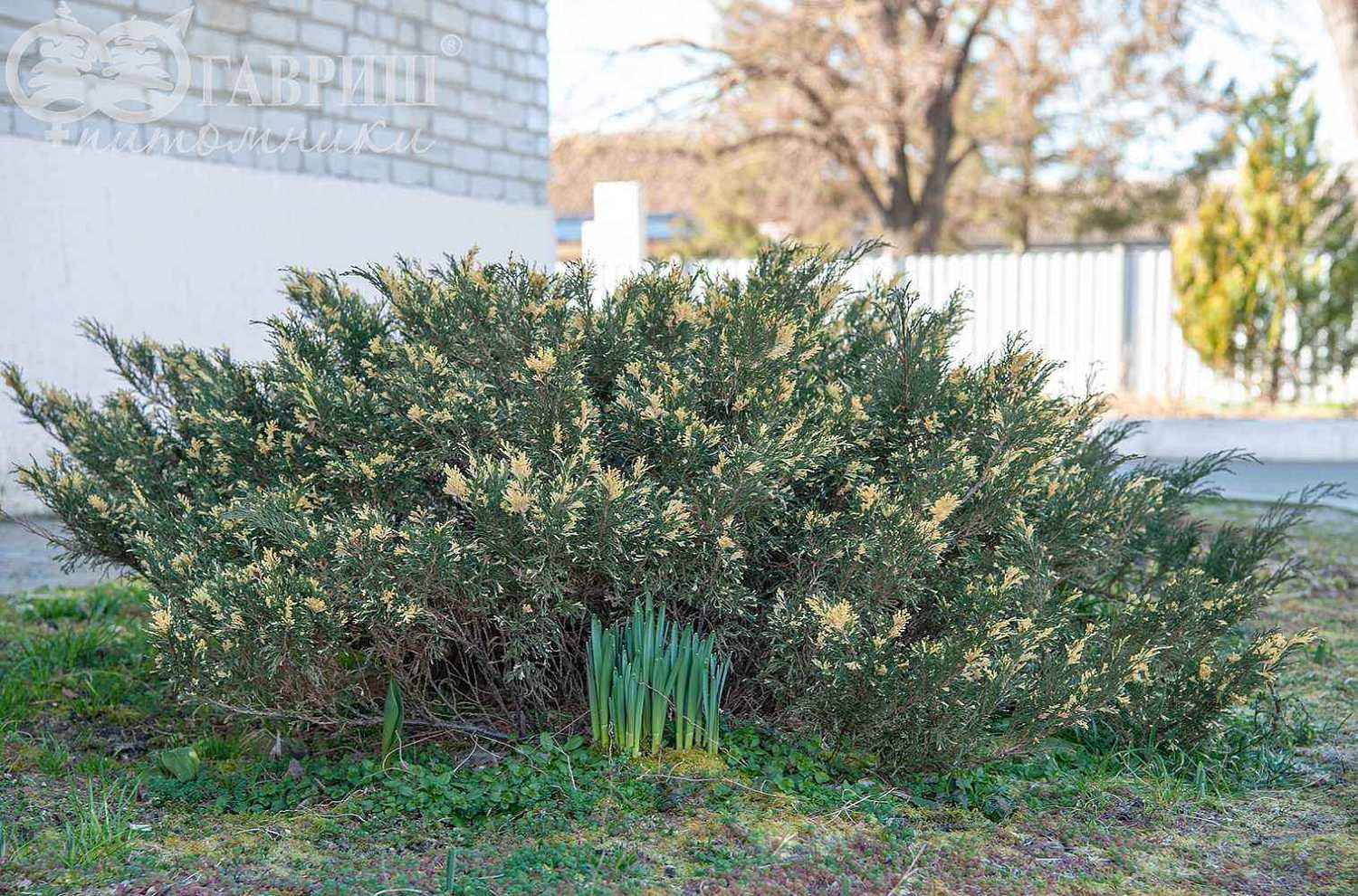 Можжевельник казацкий Variegata