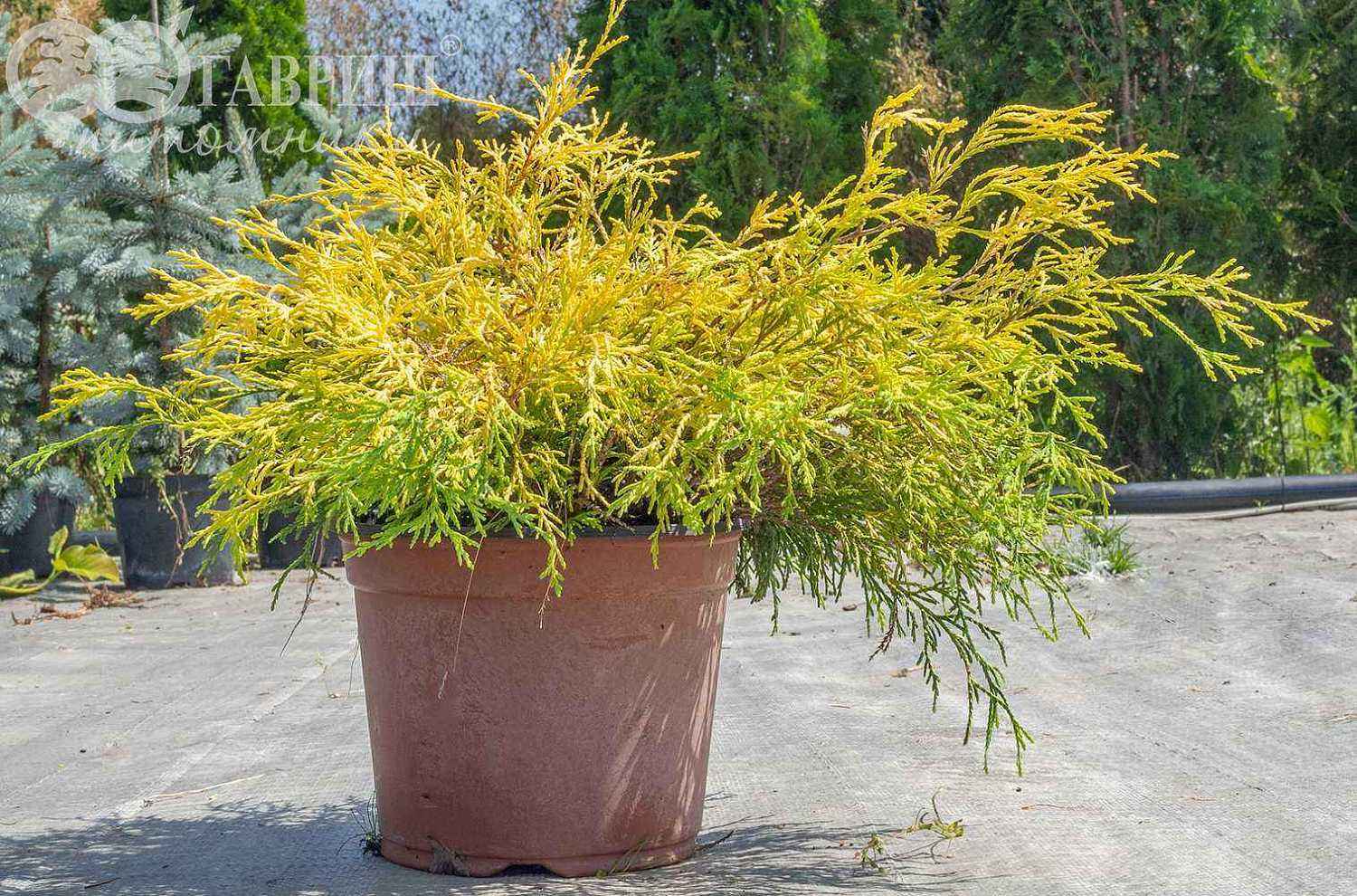 Кипарисовик горохоплодный Filifera Aurea