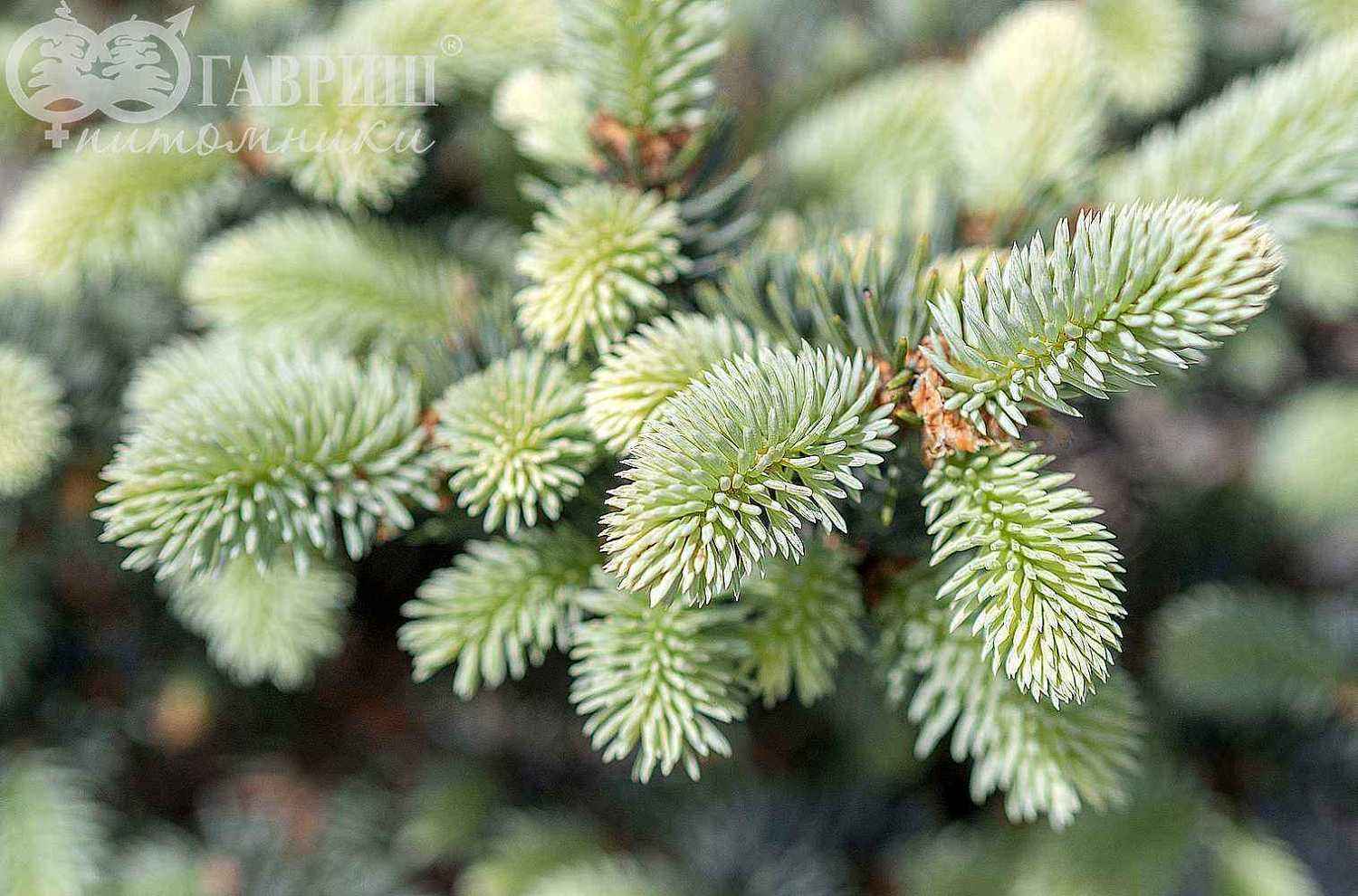 Ель колючая Glauca Globosa