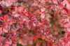 саженцы Барбарис Тунберга Atropurpurea Nana