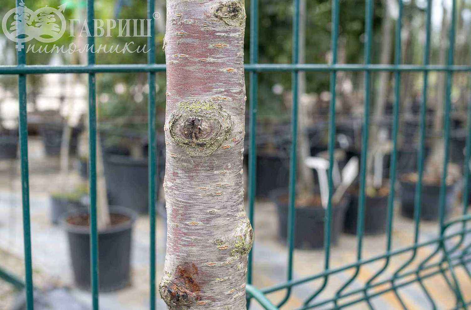 Вишня махровоцветковая (птичья) Plena