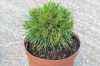Купить сосна горная varella деревья и растения
