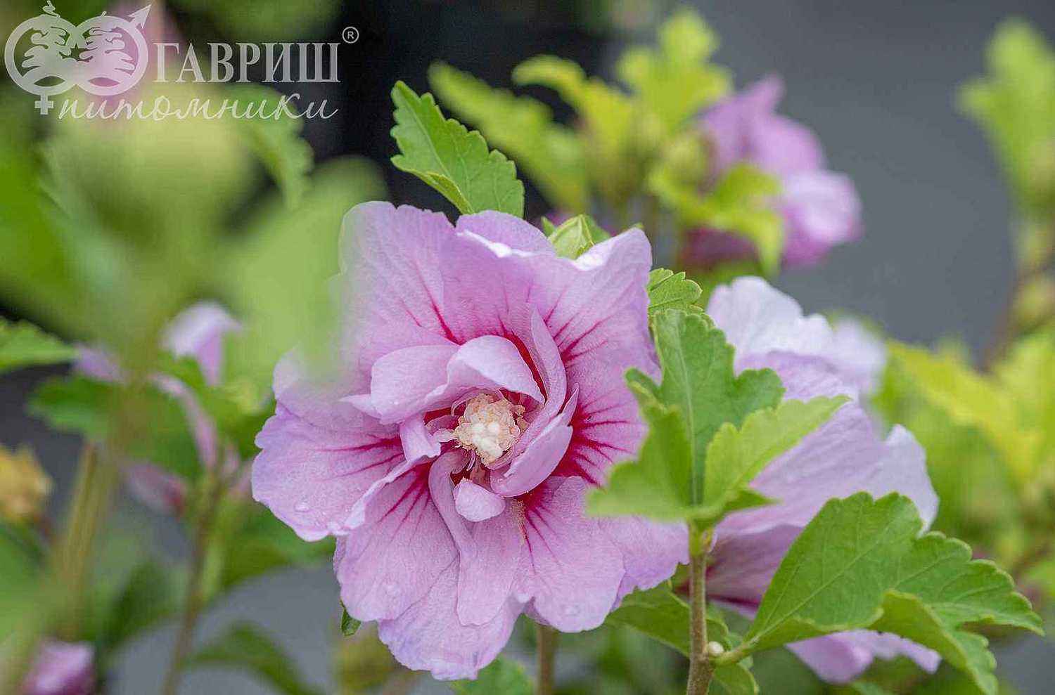 Гибискус сирийский Lavender Chiffon