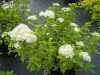 саженцы Спирея японская Albiflora