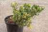 Купить можжевельник китайский expansa variegata деревья и растения