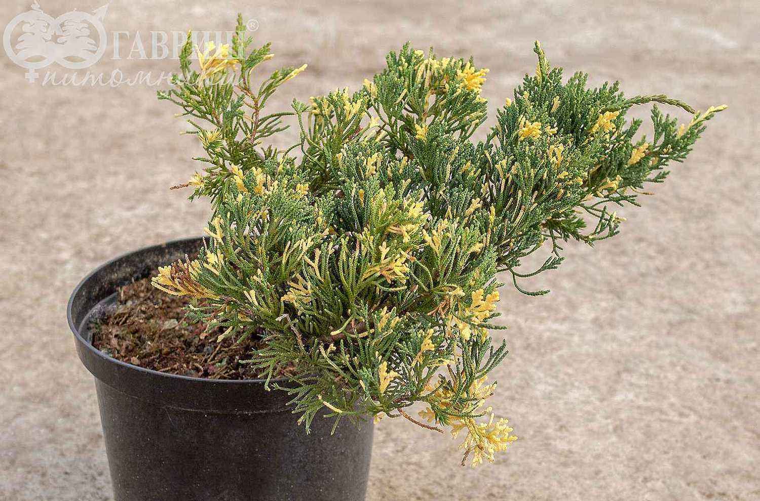 Можжевельник китайский Expansa Variegata