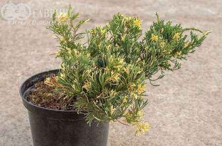 Купить можжевельник китайский expansa variegata деревья и растения